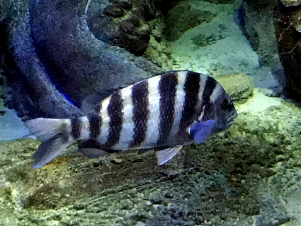 fish at Sea Life Aquarium